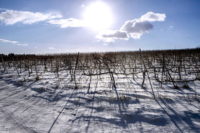 Snow covers the vineyards near Kibbutz Merom Golan in Israel's Golan Heights.