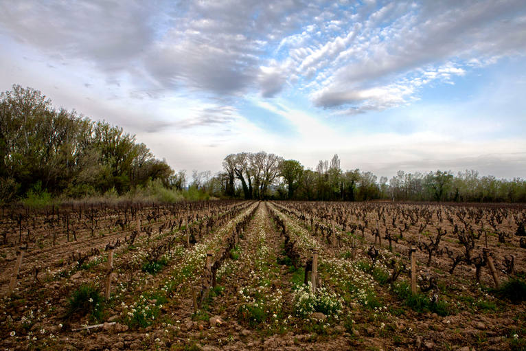 A vineyard awakens from its winter dormancy in early spring near Châteauneuf-du-Pape in the Vaucluse department of the Provence-Alpes-Côte d'Azur region in southeastern France. The appellation's vineyards cover slightly more than 3,200 hectares (32 km2) and produce over 110,000 hectolitres of wine a year, more than all the wine produced in the northern Rhône. 