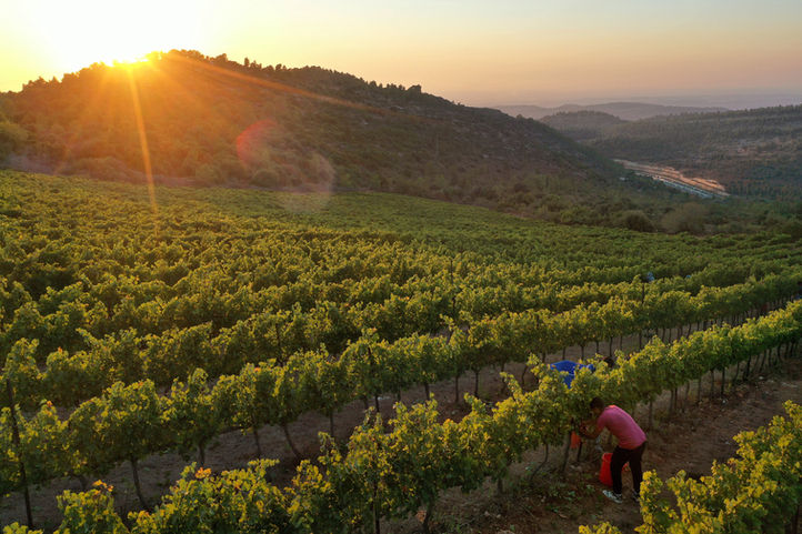 Cabernet Sauvignon harvest, Shoresh, Tzora Vineyards.