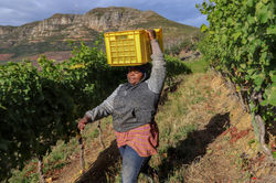 Cape Town, Constantia and Cape Point through the lens of wine photographer David Silverman