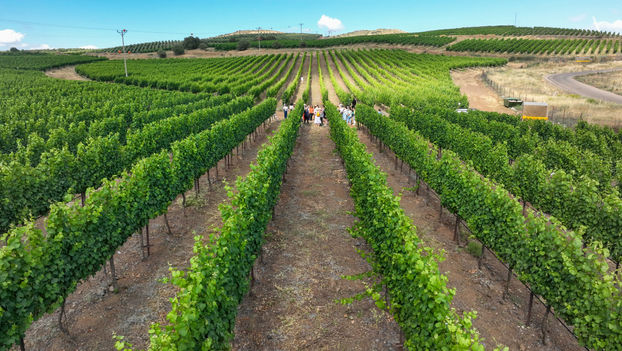 Visitors tour the El Rom vineyards, planted at an average of 1,050 meters above sea level on the west facing slopes across from Kibbutz El Rom in the northern Golan Heights.