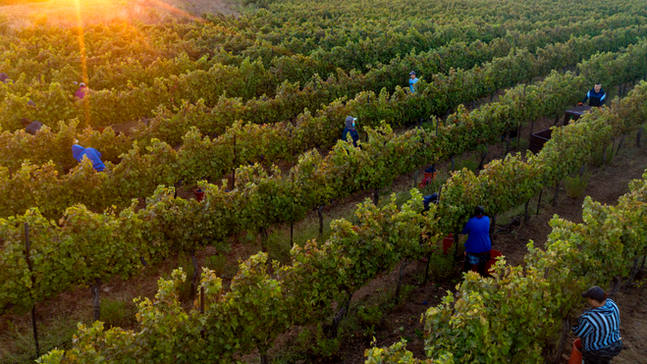 Workers harvest Cabernet Sauvignon grapes at dawn for Bazelet HaGolan Winery at Tel Mahfi in Israel's Golan Heights. The winery was established in 1998 and produces some 80,000 bottles of wine annually from 100 dunam (25 acres) of vineyards, all in the rich basalt soil of the volcanic plateau.