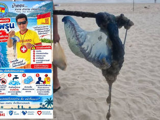 Portuguese Man o’ War Spotted on Patong Beach as Lifeguards Issue Warning