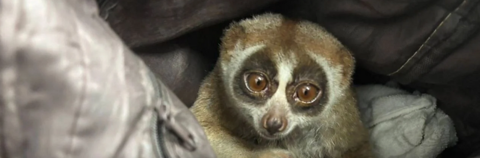 На Пхукете задержан мужчина за использование редкого лори в туристических фотосессиях