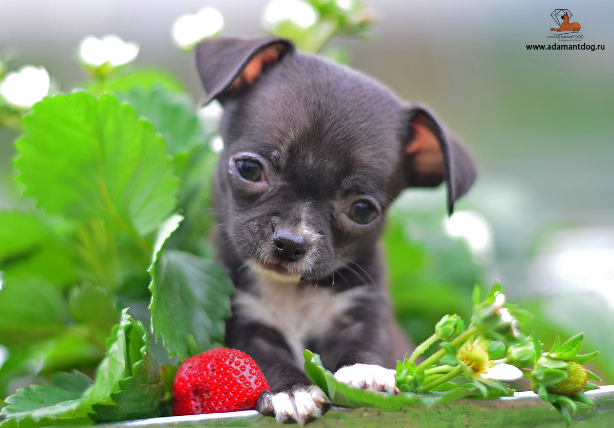 101 Дог Продажа Щенков