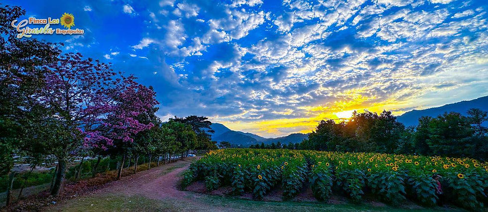 Finca Girasoles (Esquipulas)