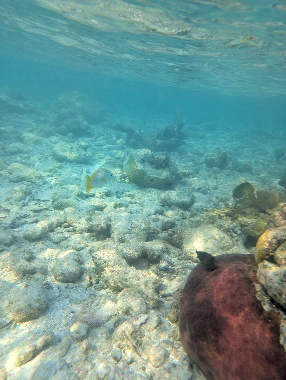 Cayos de Belice , 7 Altares y Punta de Palma 𝗧𝗢𝗗𝗢 𝗜𝗡𝗖𝗟𝗨𝗜𝗗𝗢 😎💦
