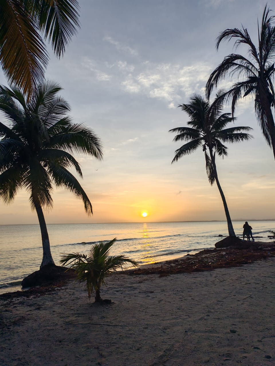 Punta de Palma 𝐏𝐑𝐄𝐂𝐈𝐎 𝐃𝐄 𝐏𝐑𝐎𝐌𝐎𝐂𝐈𝐎𝐍 🌴