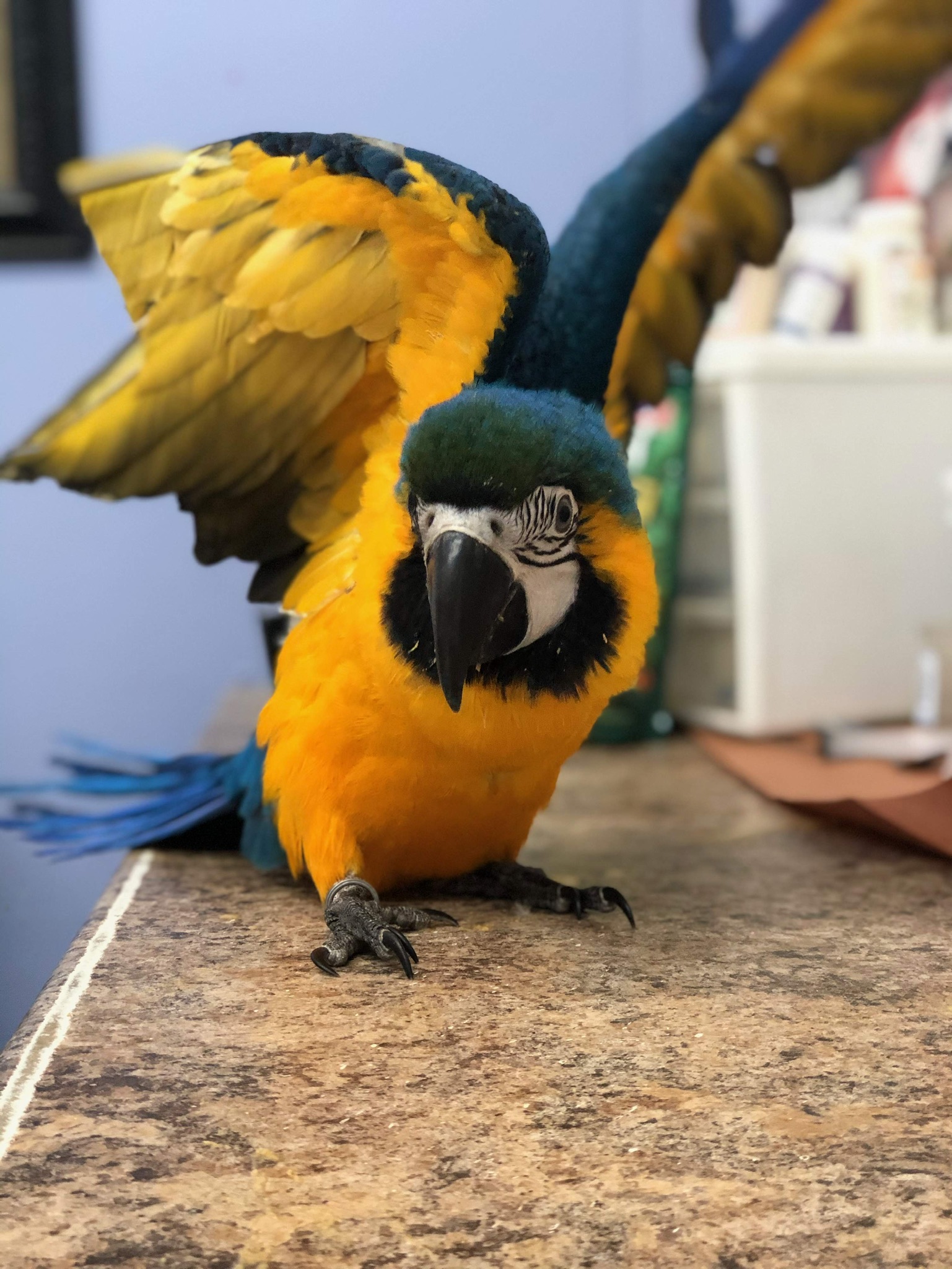 About Paterson Bird Store