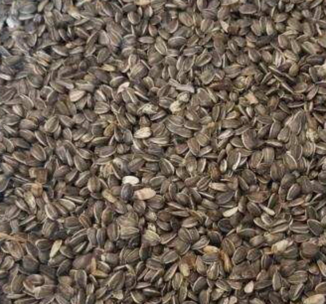 Regular Sunflower Seed Paterson Bird Store