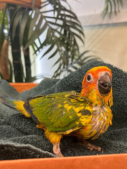 Sun Conure