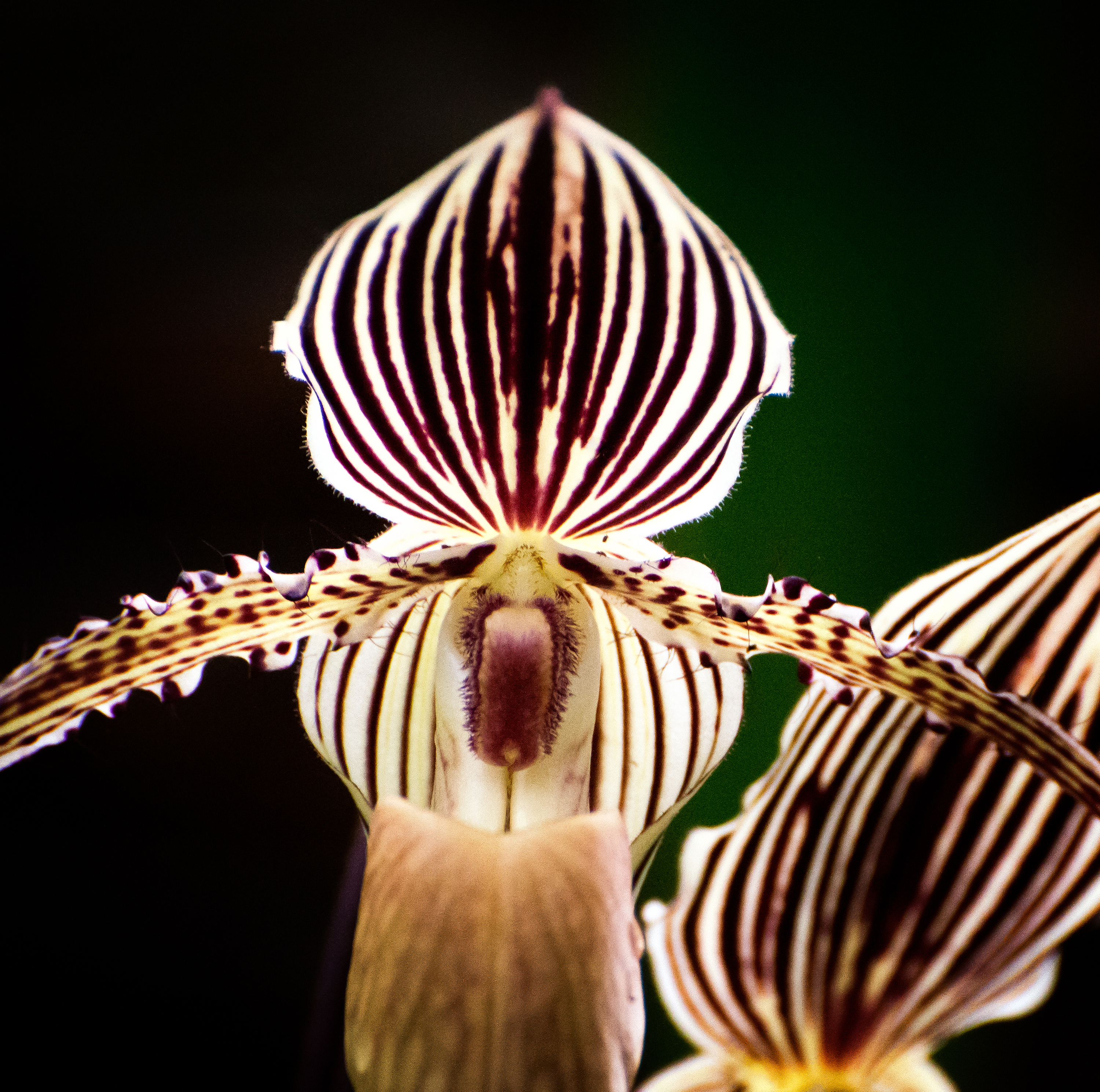 Lady Slipper Orchid (Paphiopedilum)