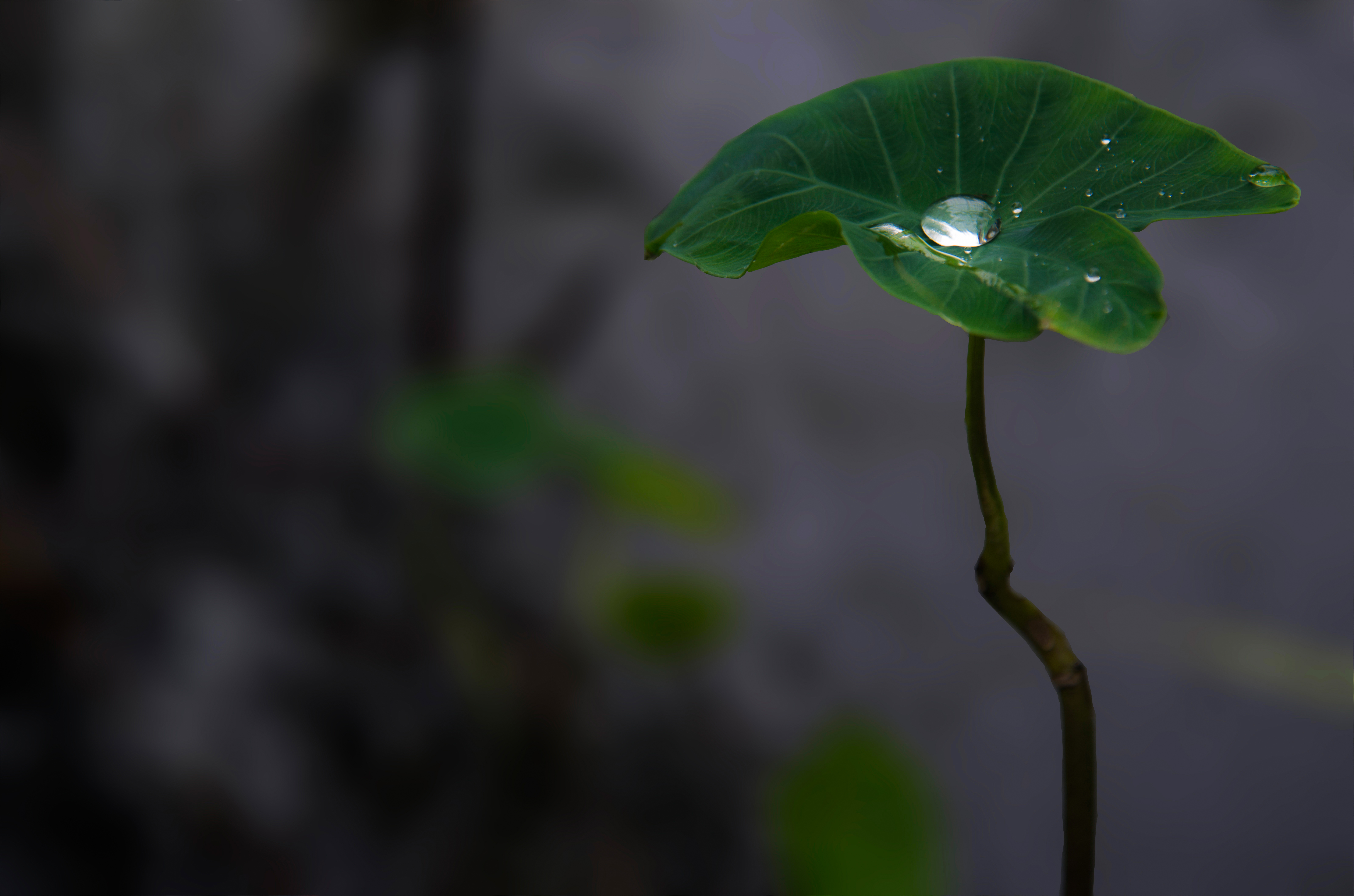 Gatherer of Light