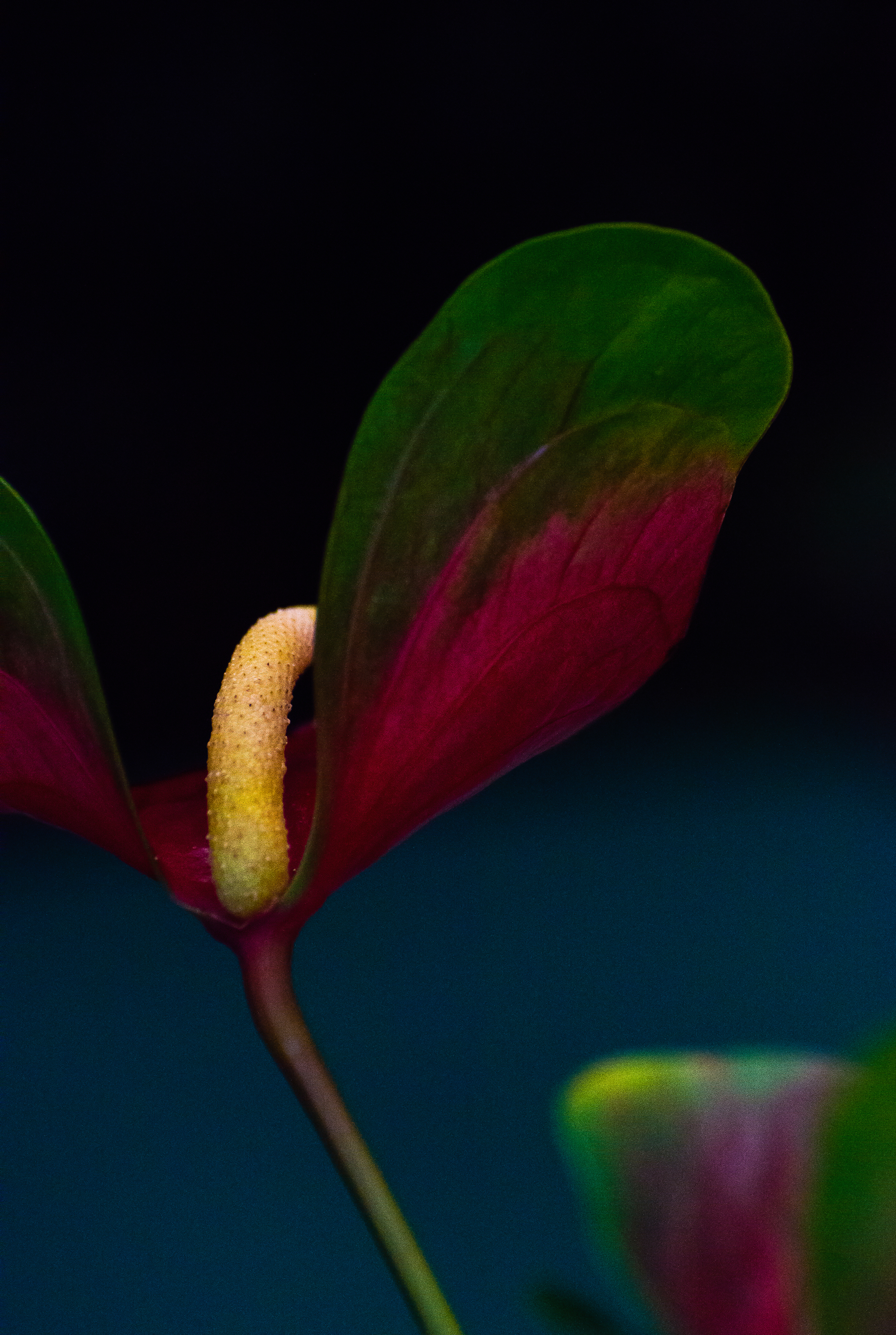 Anthurium