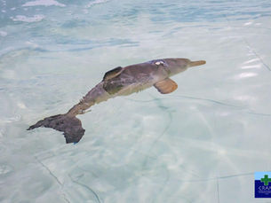 Meet Bita: the rescued Franciscana dolphin