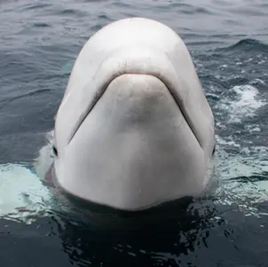 EAAM Statement on the Death of Hvladimir, the Beluga Whale