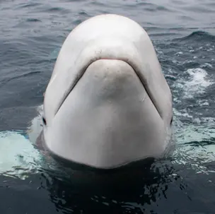 EAAM Statement on the Death of Hvladimir, the Beluga Whale