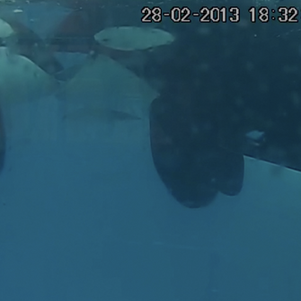 A Kiss from the Wild - New Scientific document online!