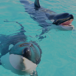 Dauphins et orques en danger : l'EAAM appelle à un sursaut de responsabilité !