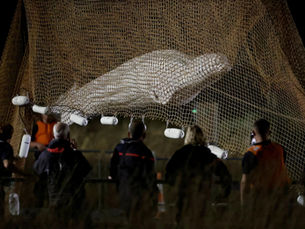 Mobilizing experts to help a beluga in trouble