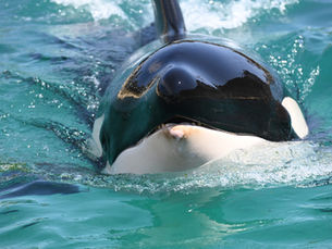 Ministerial decision on the future of the Marineland killer whales