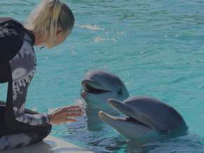 Dolphins and orcas in danger: EAAM calls for a surge of responsibility