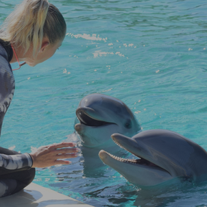 Dolphins and orcas in danger: EAAM calls for a surge of responsibility