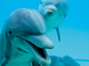 Progress, not prohibition: ensuring dolphin welfare, science and conservation in modern institutions