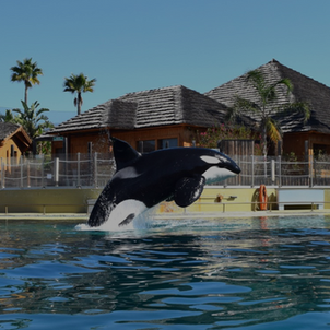EAAM Statement on the Situation of Marineland Cetaceans
