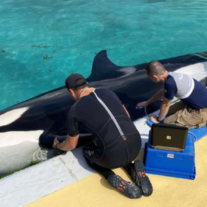 Mobilizing all experts to help Marine Mammals in trouble