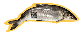 Siika_tarra.png