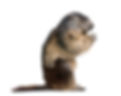 alpine-marmot-marmota-marmota-4-years-old-sitting--PZXCK7U.jpg