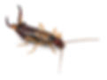 common-earwig-or-european-earwig-forficula-auricul-PWAJN4F.jpg