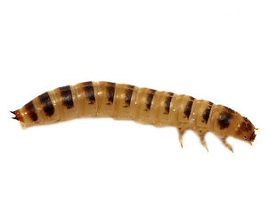 7 - tribolium de la farine.jpg