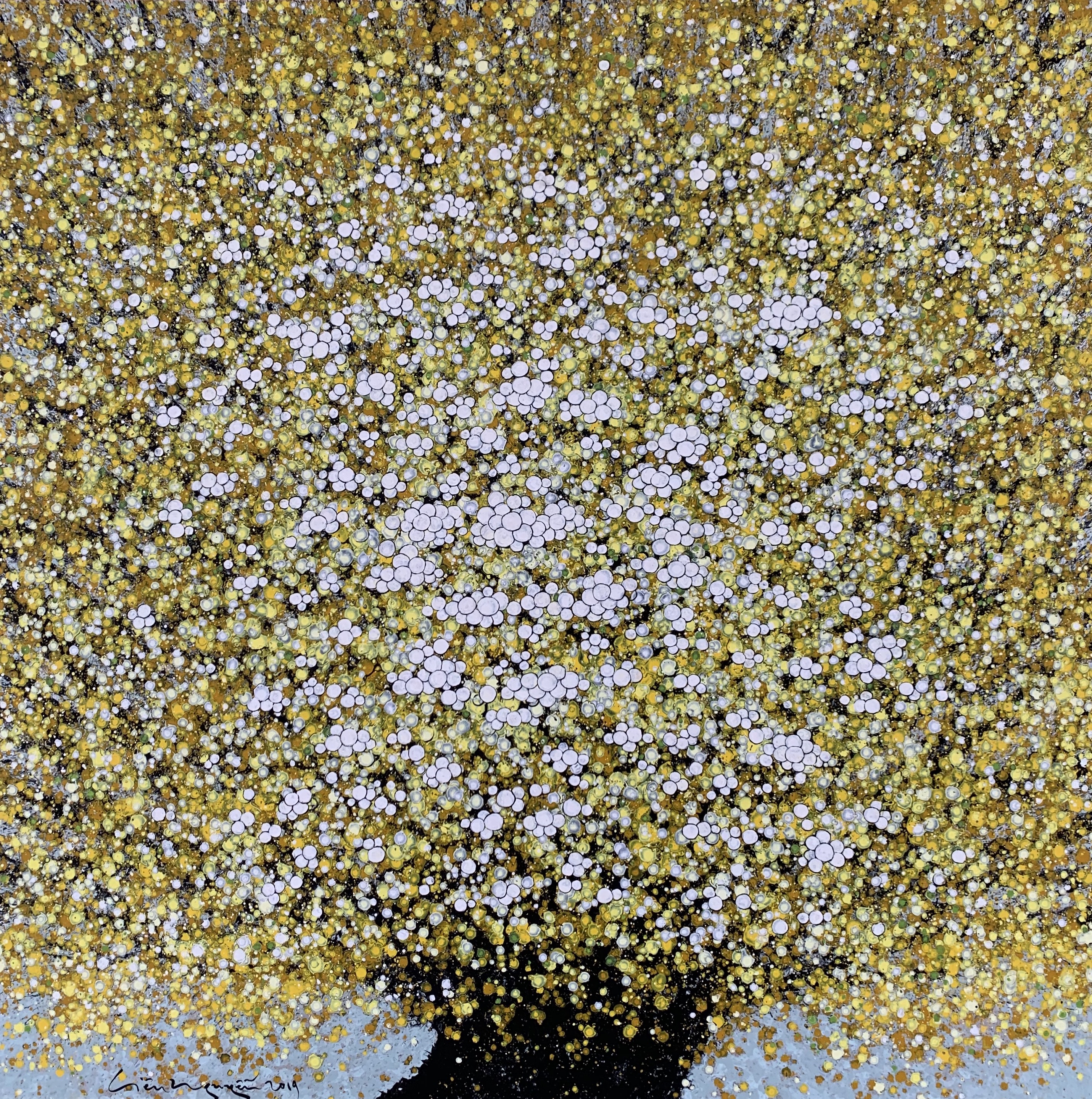 Apricot Blossoms | Hoa Mai