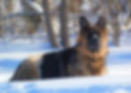 Zena
