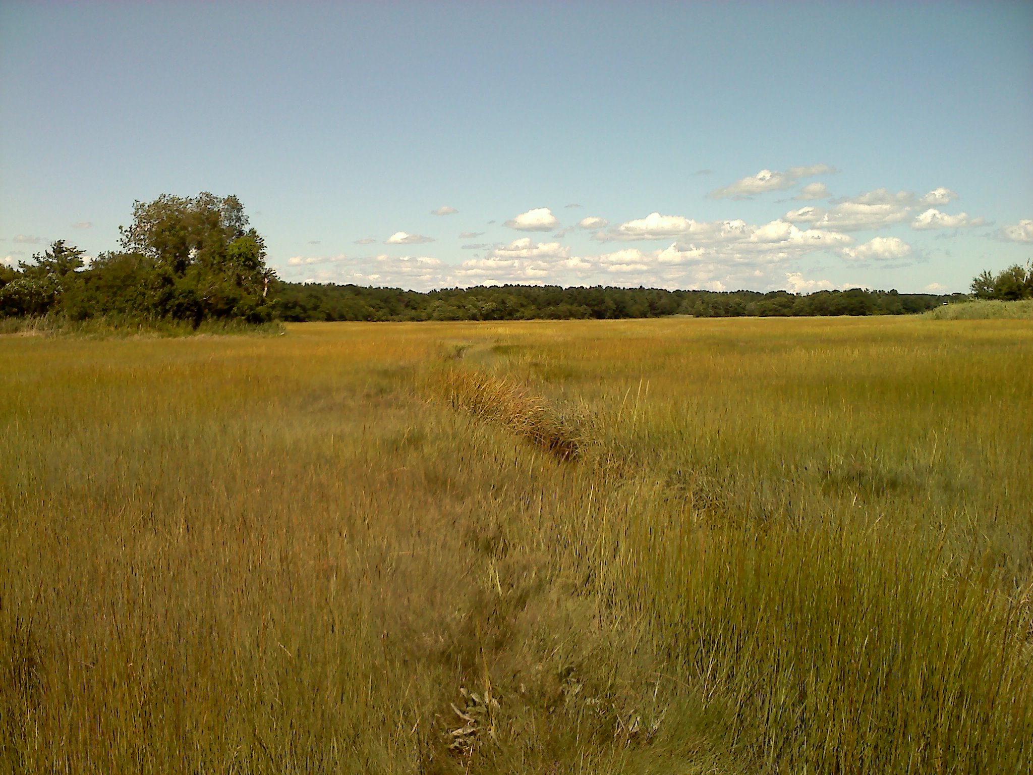 Awcomin Salt Marsh Restoration