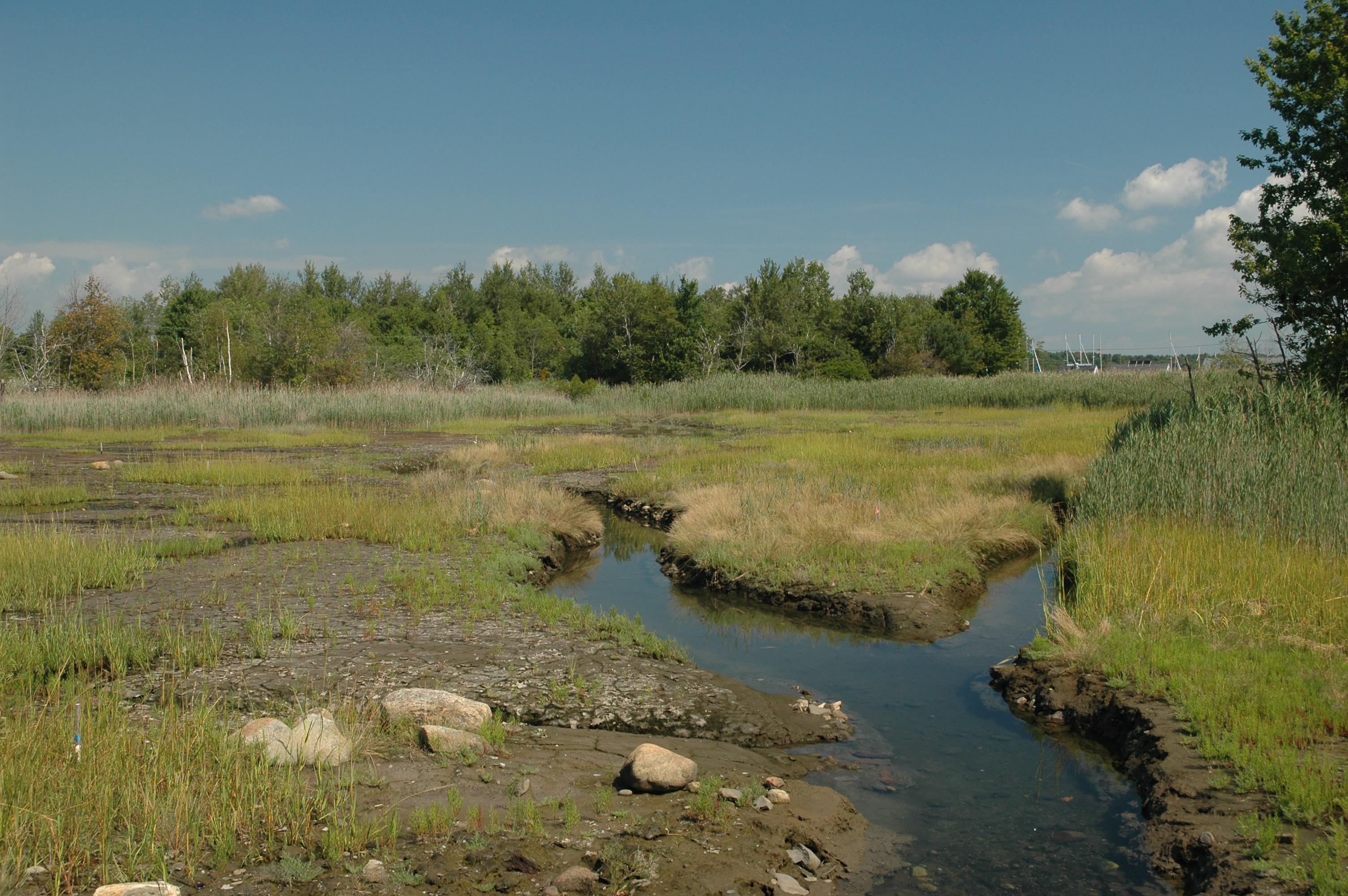 Harbor Road Salt Marsh Restoration P