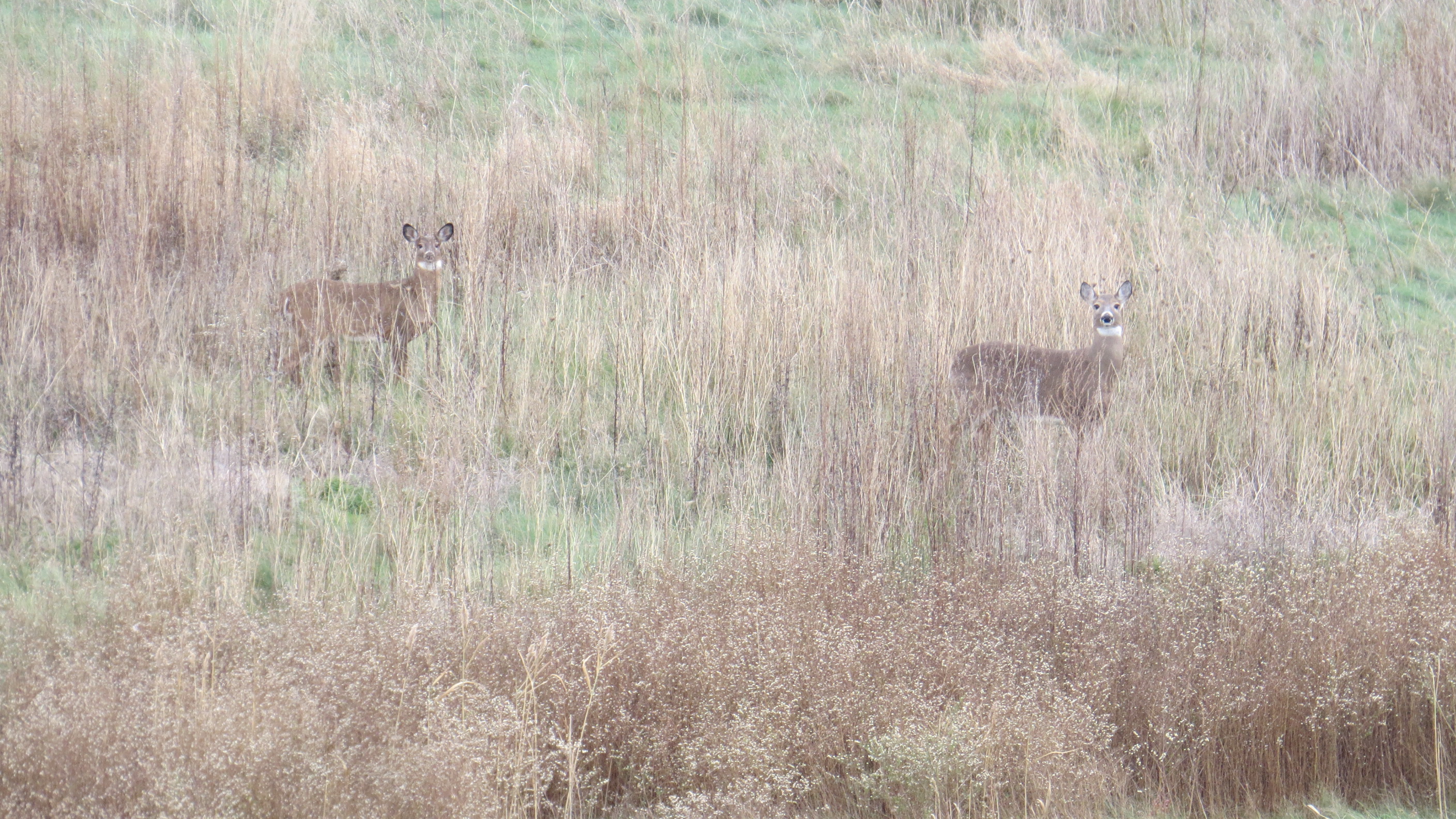 Bear Creek Wildlife Sanctuary mysite