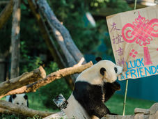 Panda Diplomacy: The Soft Power of Cuddly Leverage