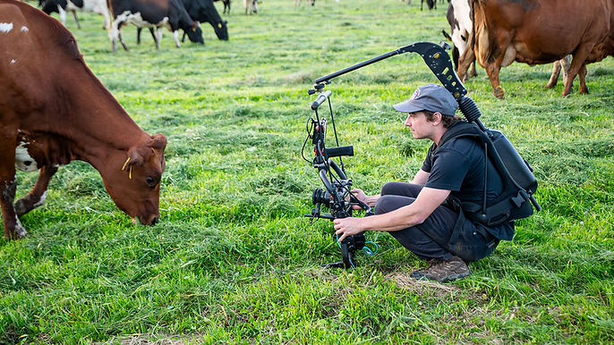 Cinematographer Jake Ammann filming cows on location for a documentary-style commercial