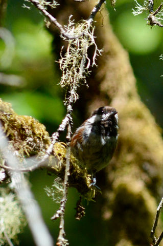 Chestnut backed chickadee - DSC_0183.jpeg