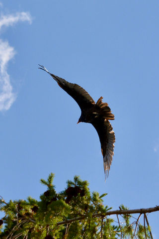 Turkey vulture in flight - DSC_0253.jpeg
