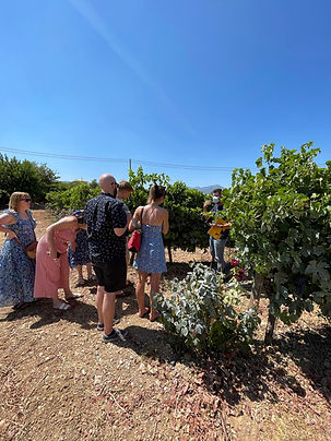 Attica Wine Tour.jpeg