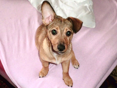 Телек, Аліса і СOVID19