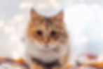 cat-2021-08-30-03-45-48-utc.jpg