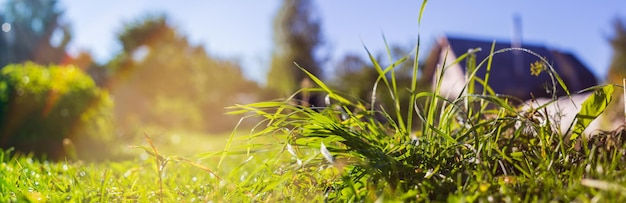Close-up of sunlit grass with dewdrops in a vibrant garden. Blurred house and trees in sunny background, evoking a serene morning mood.