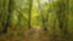 Famous Places in Meghalaya You Must Visit in 2025. Mawphlang Sacred Forest – Timeless Heritageall