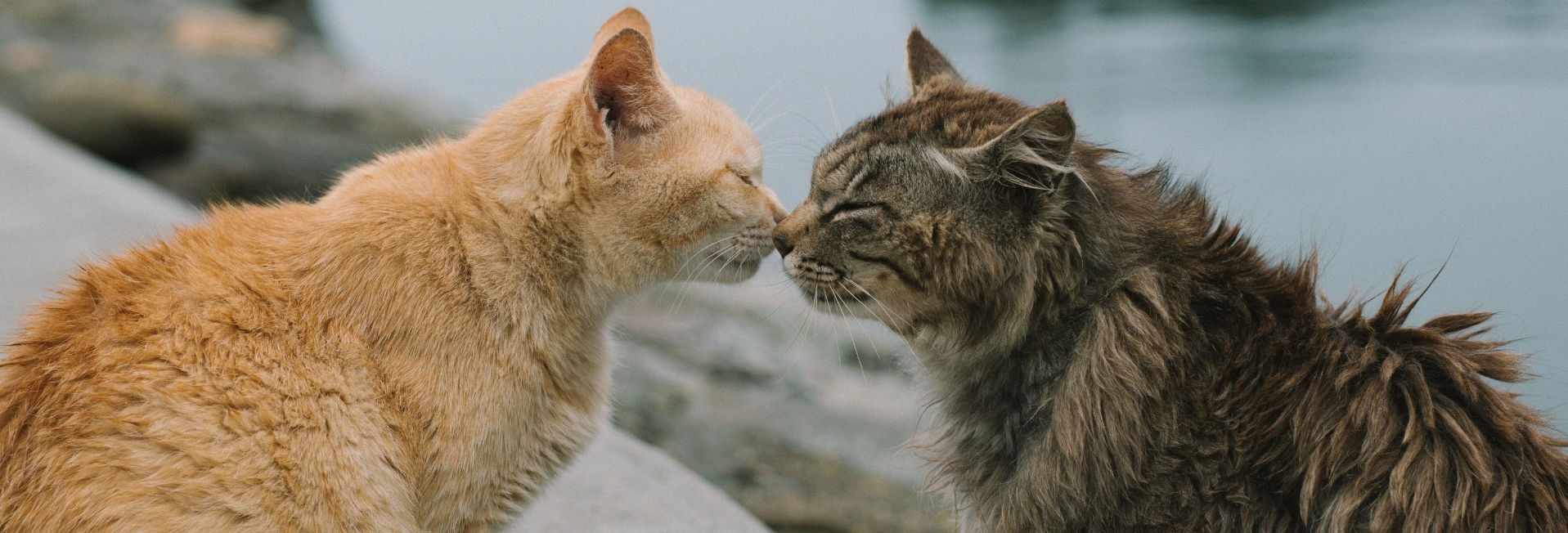 unsplash%20peter-lam-ch-0iNLhORjMGM-unsp