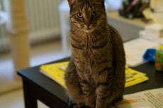 _DSC1923.jpeg
